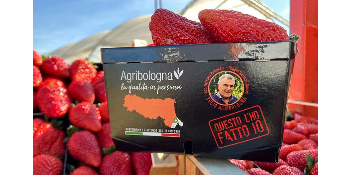 Fragole Romagna: “un’annata senza infamia e senza lode”